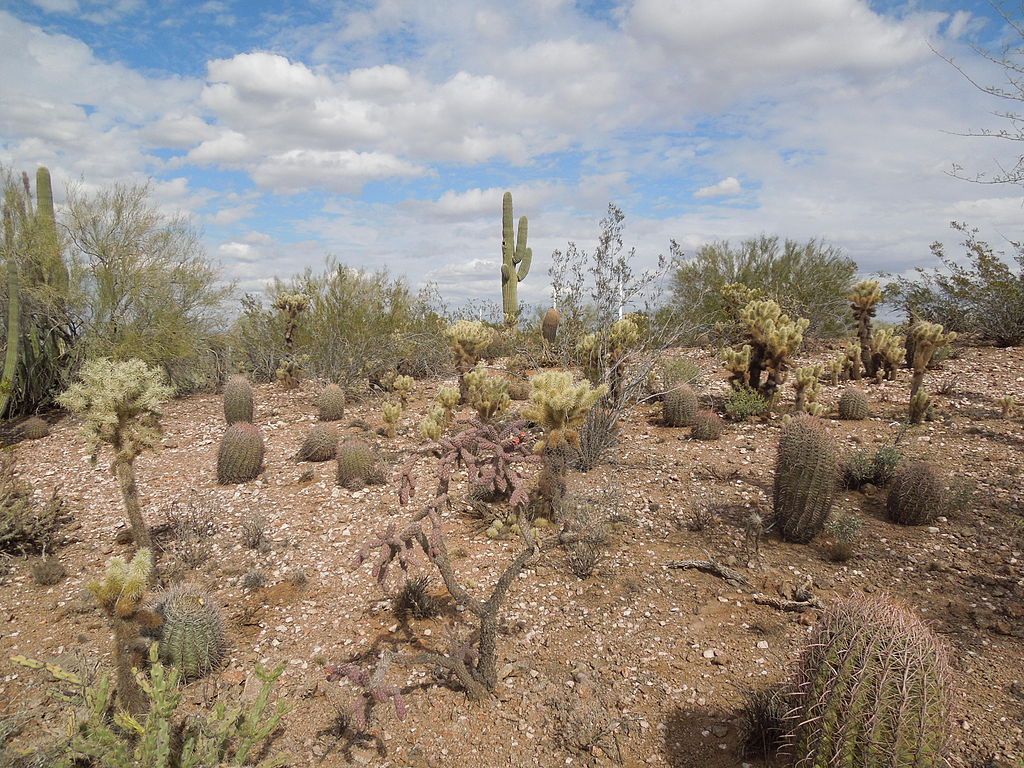 Phoenix Arizona features many amazing attractions revolving around its desert environment ... photo by CC user Simeon87 on wikimedia